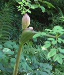 IMG_8567.JPG