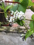 IMG_4131.JPG