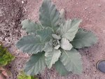 20170822_094435.jpg