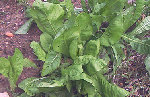 chicoree-2web.jpg