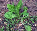 chicoree-3web.jpg
