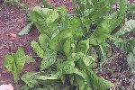 chicoree-web.jpg