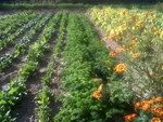 IMG02512-20170824-1018.jpg