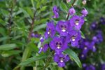 angelonia_381_small.jpg