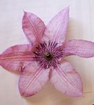 ClematiteGrattelard2.jpg