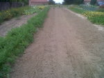 3 routes d'épinard  sur l'emplacement des pommes de terre