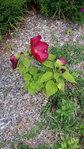 20170819_163117.jpg