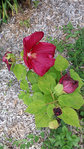 20170819_163135.jpg