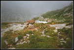 chamois brouillard2.jpg