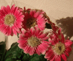 DSCN3564 copie.gif