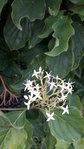Resized_20170827_171358.jpeg
