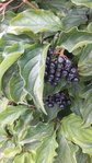Resized_20170827_171404.jpeg