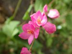 imgp5508.jpg