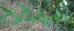IMG_20170823_112551.jpg