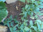 IMG_20170823_112655.jpg