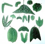Foglie Passiflora.jpg