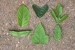 Foglie Passiflora 2.jpg