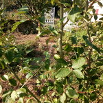 IMG_20170828_182924.jpg