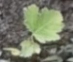 feuille Bugade.jpg
