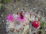 cactus.jpg