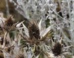 eryngium giganteum.jpeg