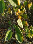 P1000454.JPG