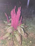 FLEUR ROUGE.jpg