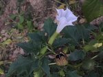 FLEUR BLANCHE.jpg