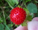 fausse fraise 1.jpg