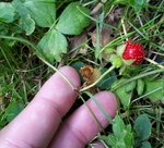 fausse fraise 2.jpg