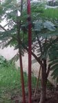 Albizia 2