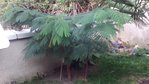 Albizia 1