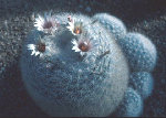 mammillaria_candida_g.jpg