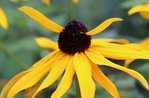 rudbeckia.jpg