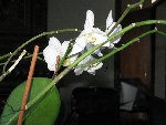 IMG_0240.JPG