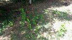 2017-09-02 12.51.47.jpg