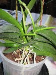 IMG_0248.JPG