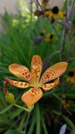 20170903_182921-580x1031.jpg