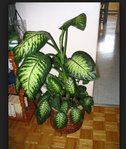 Capture plante.JPG