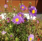 IMG_20170904_110119.jpg