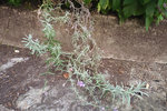 7 aout en fleurs