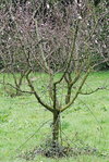 avant taille-1.JPG