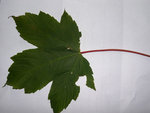 feuille arbre 003.jpg