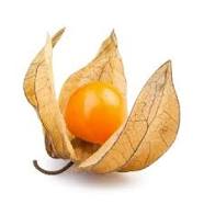 physalis.jpg