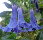 IOCHROMA_AUSTRALE_1.jpeg