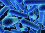 listeria.jpg