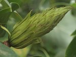 Fruit tulipier.JPG