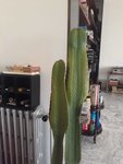 cactus noir 2 .jpg