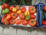Récolte 09 09 17 tomates.jpg