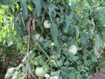 Plant de tomates détail.jpg